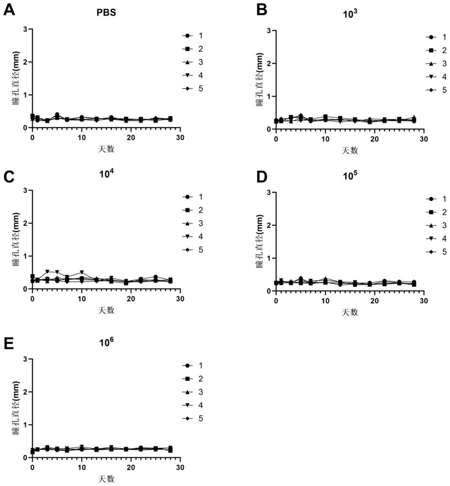 Method for constructing animal model with glaucoma-ciliary cyclitis syndrome and animal model