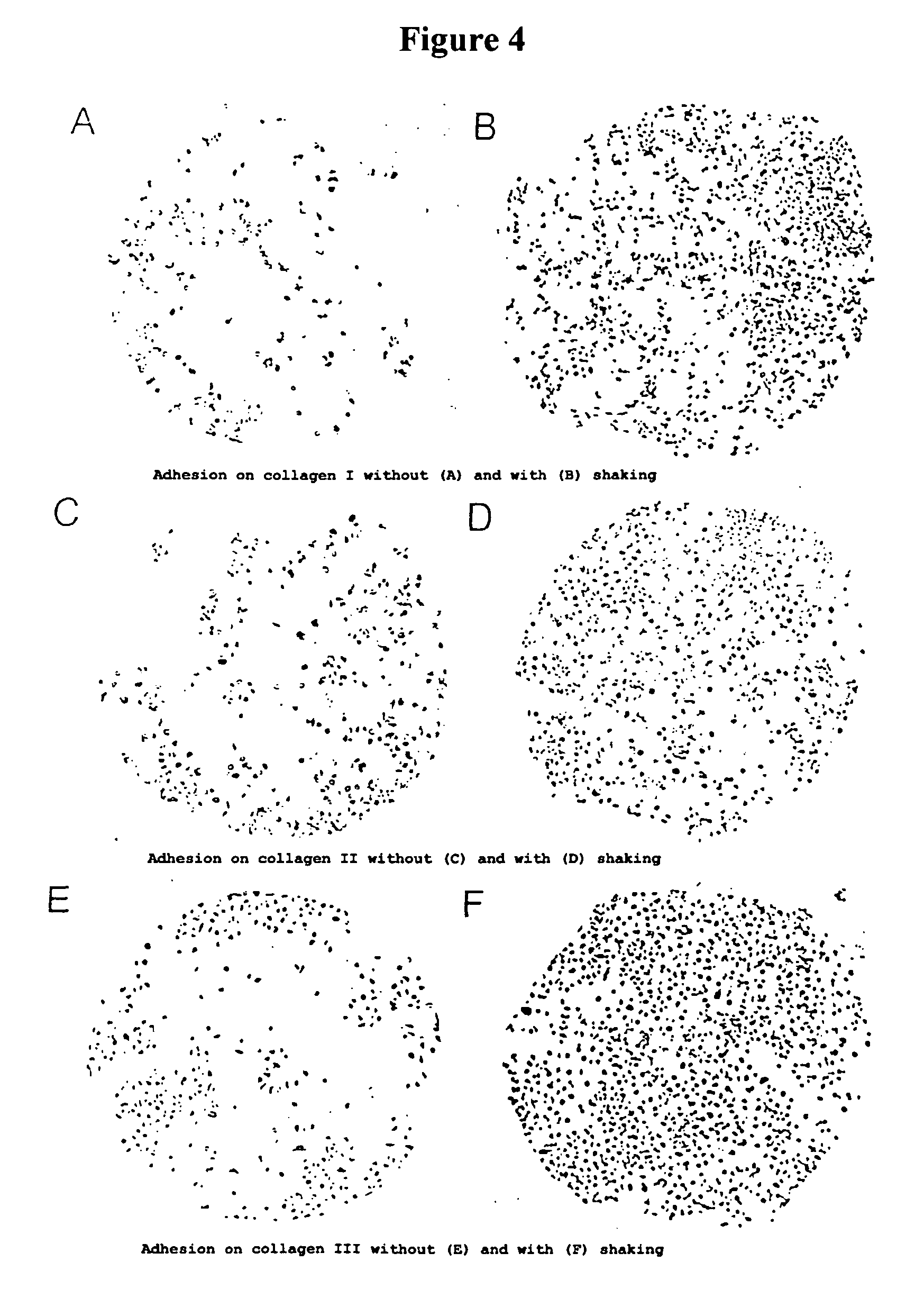 Method and kit for performing functional tests on biological cells