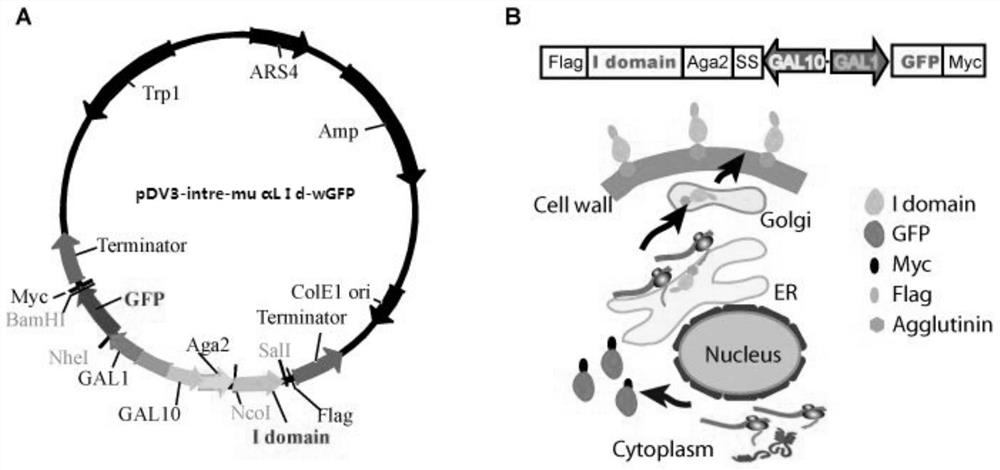 A method for constructing engineering yeast expressing dual-channel proteins