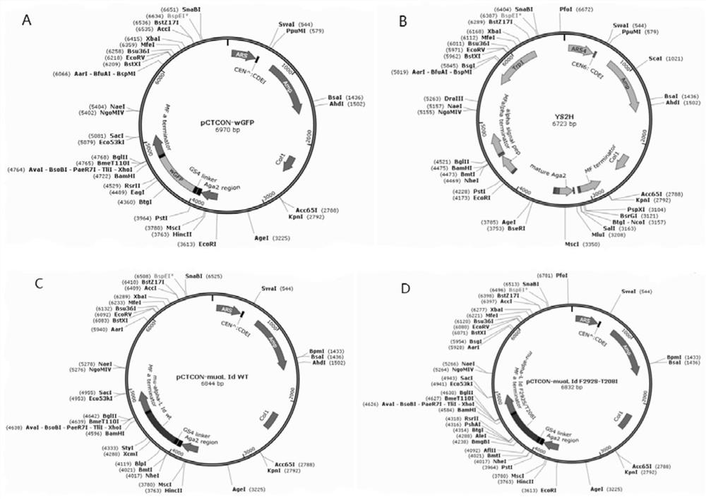 A method for constructing engineering yeast expressing dual-channel proteins