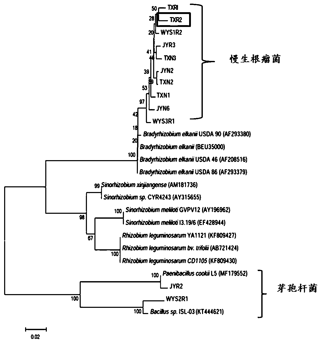 A Cassia rhizobia txr2 and its application