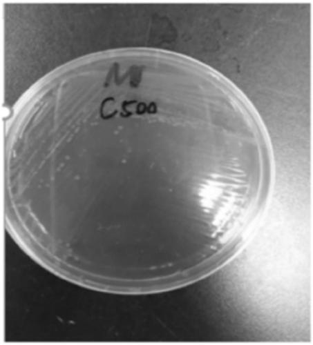 Swine cholera attenuated salmonella recombinant strain for expressing haemophilus parasuis Omp 26 gene