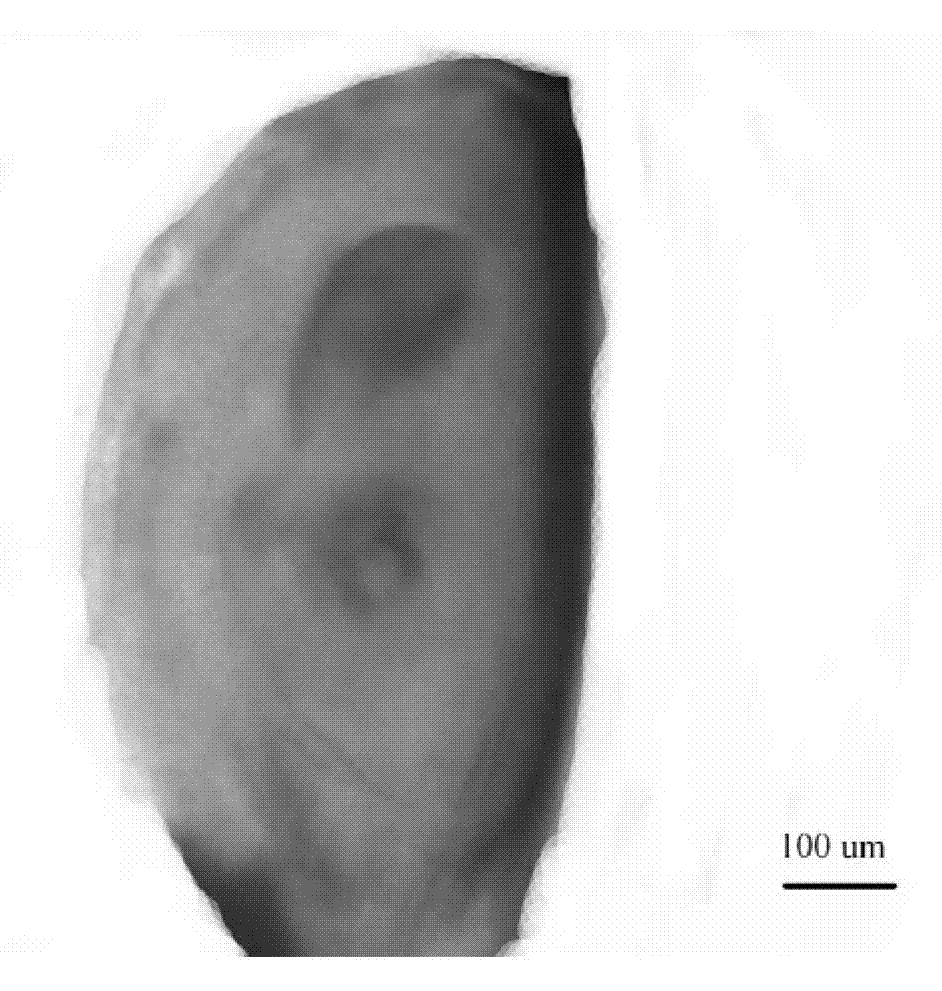 Method for staining iron element in plants