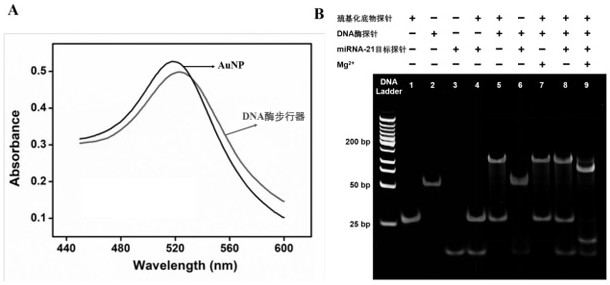 Construction method of self-protection DNA enzyme walker and application of self-protection DNA enzyme walker to living cell miRNA detection
