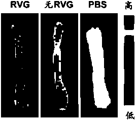 Nanocomposite containing boron-doped graphene quantum dots and application thereof