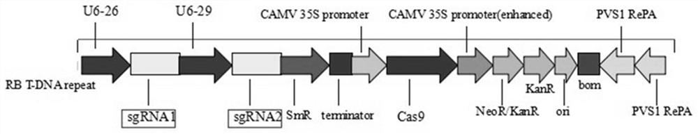 Application of fast period rape to field of research on rape functional genomics, and method