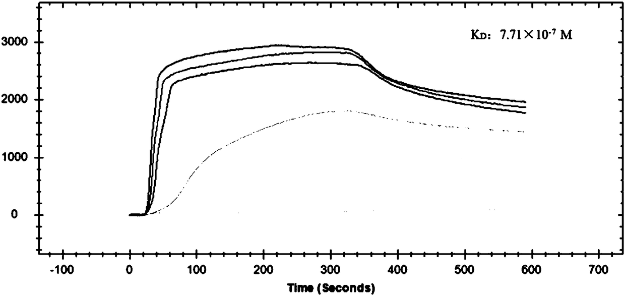 Polypeptide for inhibiting hog cholera virus infection activity and application thereof