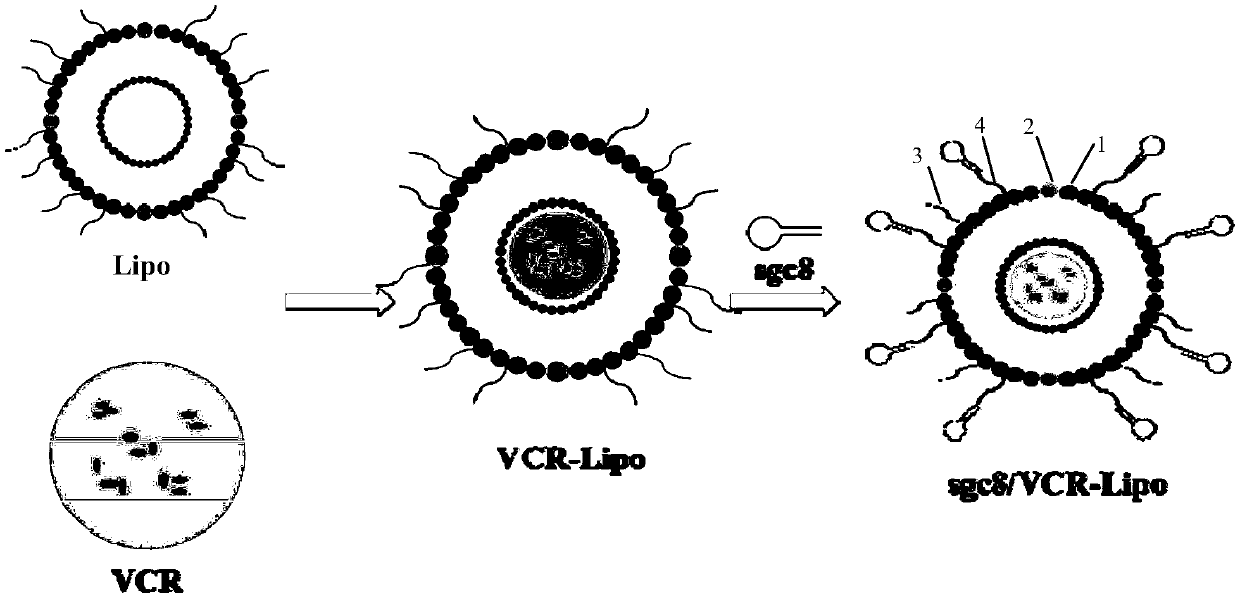 Targeted lipidosome drug-loading system containing aptamers, preparation method and application