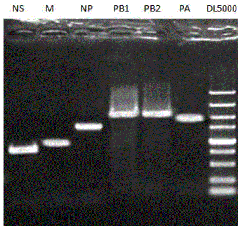 Artificial recombinant H9N2 avian influenza virus strain, preparation method, vaccine composition and application thereof