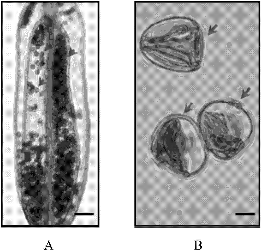 Plant pollen-specific promoter PSP1 and application thereof