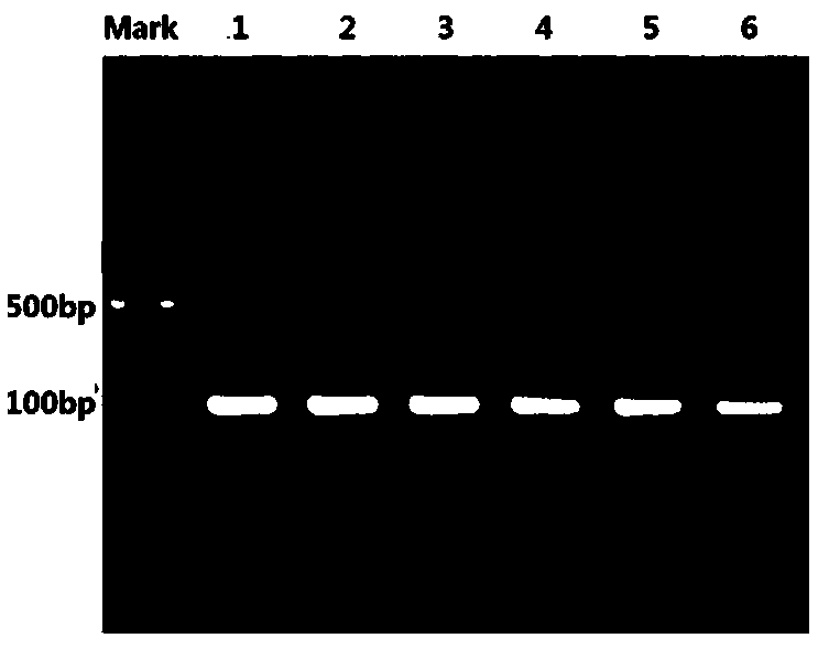 Method for constructing human neuroblastoma cell line of which CAPNS1 gene is knocked out based on CRISPR/Cas technology