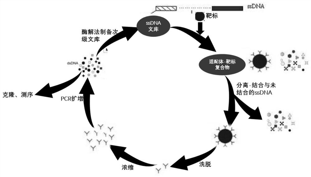 Netilmicin nucleic acid aptamer and its screening and application in the detection of netilmicin