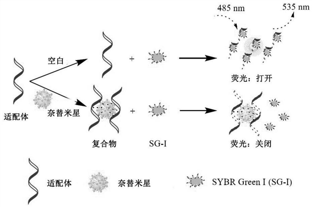 Netilmicin nucleic acid aptamer and its screening and application in the detection of netilmicin