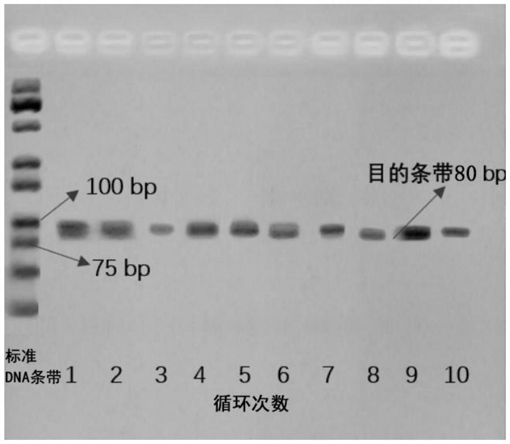 Netilmicin nucleic acid aptamer and its screening and application in the detection of netilmicin