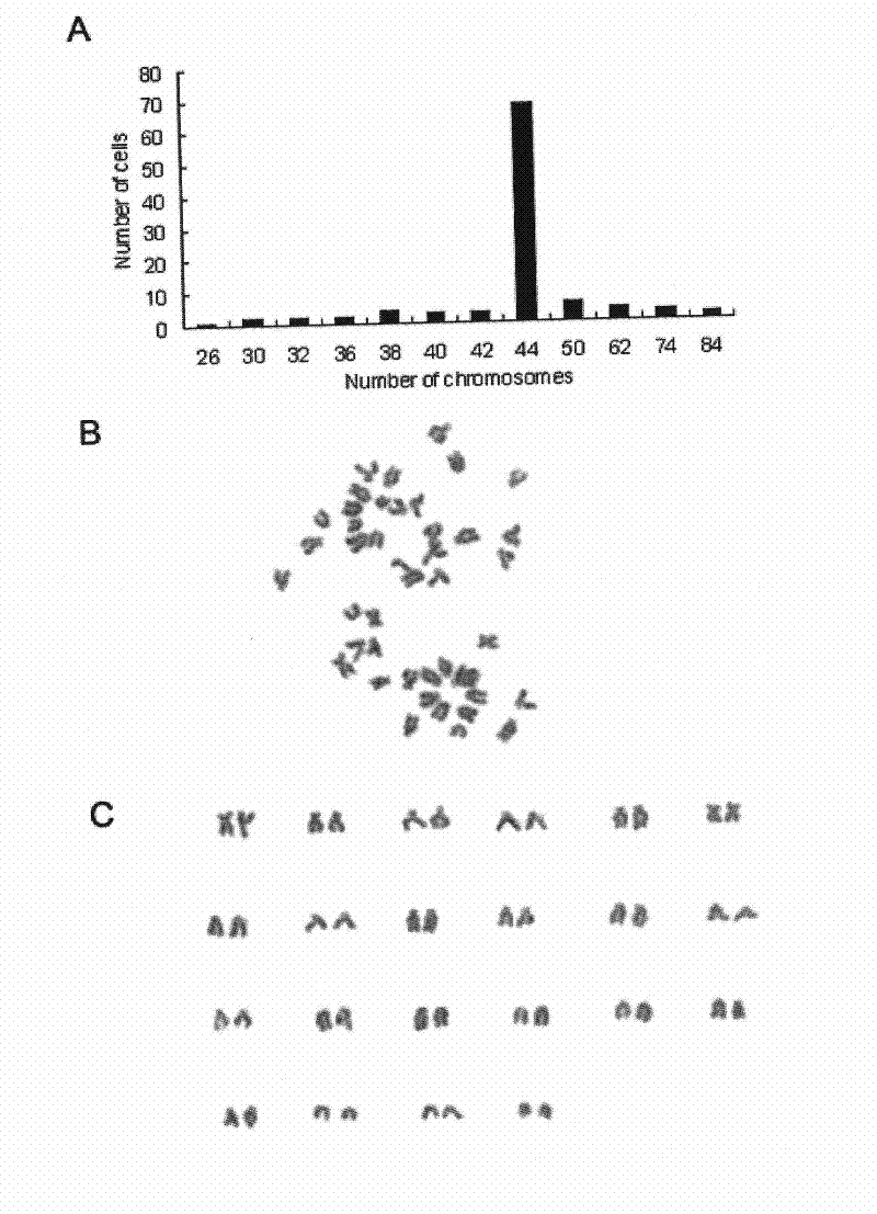 Method for constructing kidney cell line of scophthalmus maximus