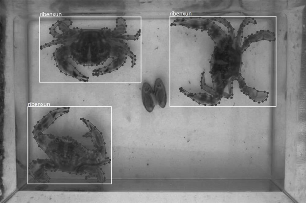 Charybdis japonica group behavior video analysis method based on instance segmentation