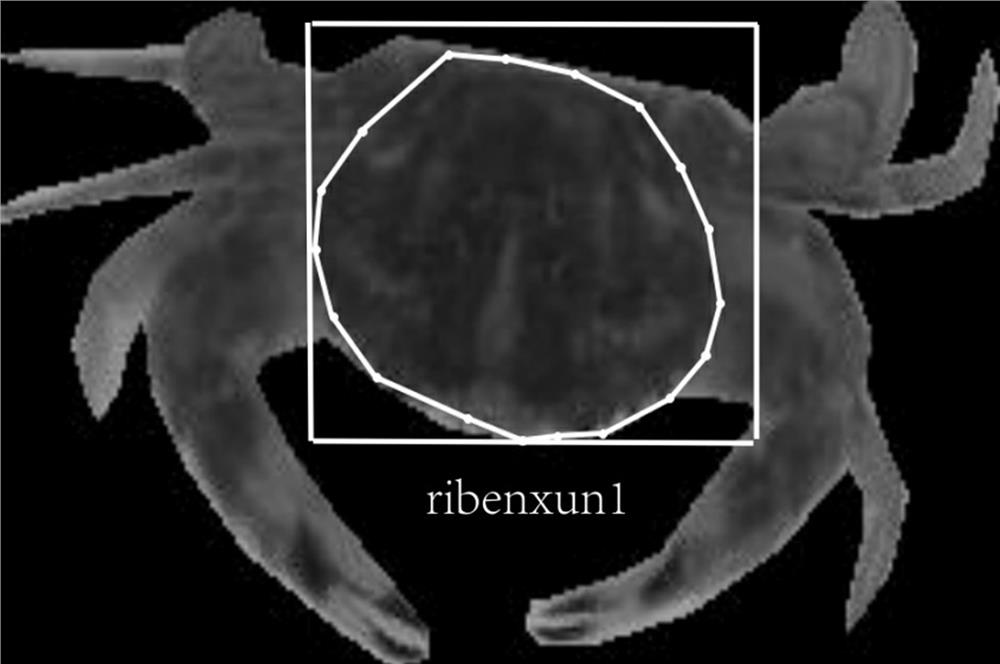 Charybdis japonica group behavior video analysis method based on instance segmentation