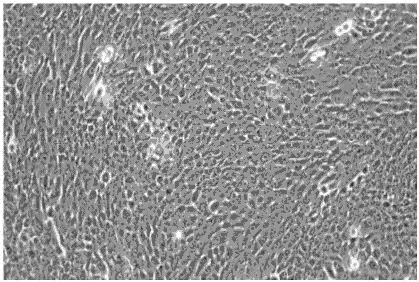 RNCEC (rabbit normal corneal epithelial cells) and application thereof