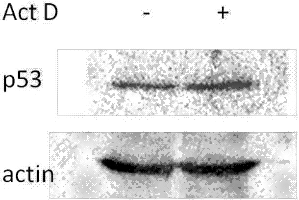 RNCEC (rabbit normal corneal epithelial cells) and application thereof