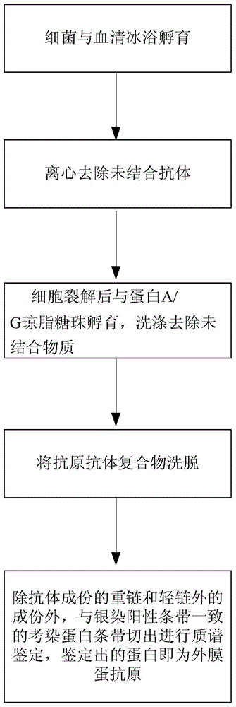 Method for screening and identifying microbial cell surface antigen