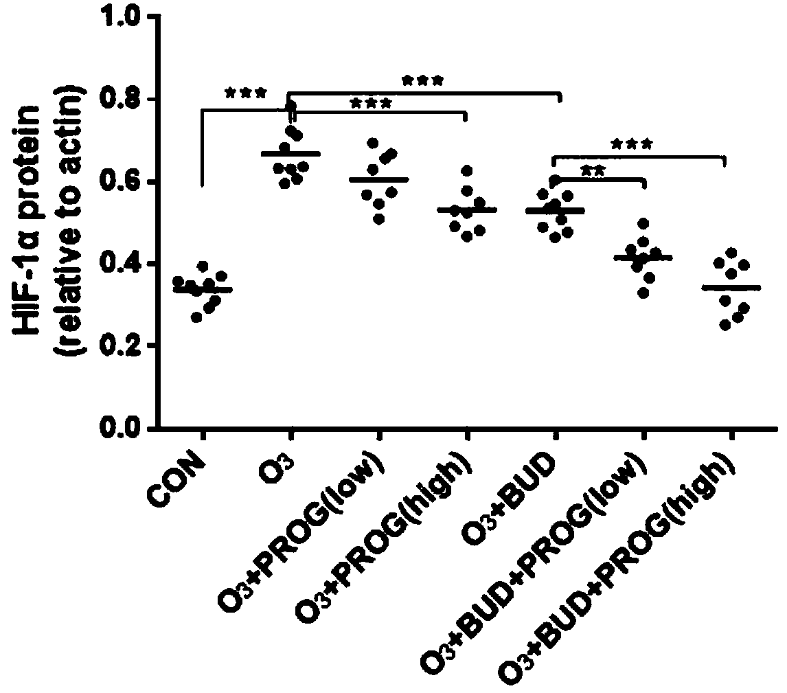 Application of progesterone to preparation of medicines for inhibiting expression of HIF-1alpha