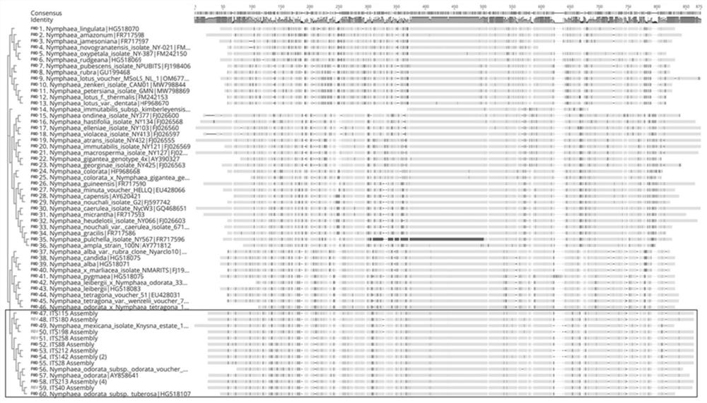 Method for identifying two parents of nymphaea tetragona hybrid based on ITS sequence and matK sequence