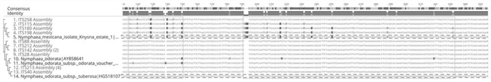 Method for identifying two parents of nymphaea tetragona hybrid based on ITS sequence and matK sequence