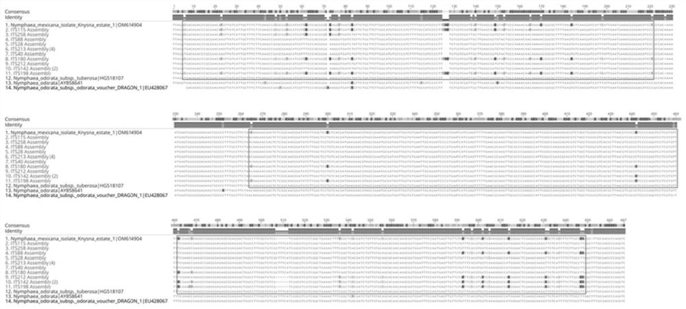 Method for identifying two parents of nymphaea tetragona hybrid based on ITS sequence and matK sequence