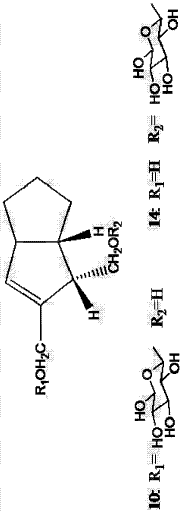 Radix scrophulariae aqueous extract and application thereof