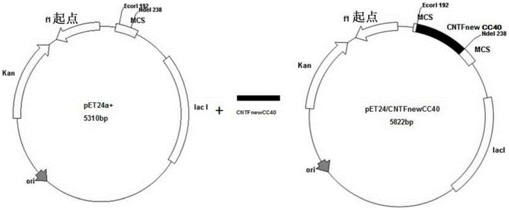 Ciliary neurotrophic factor mutant and modified mutant and application thereof