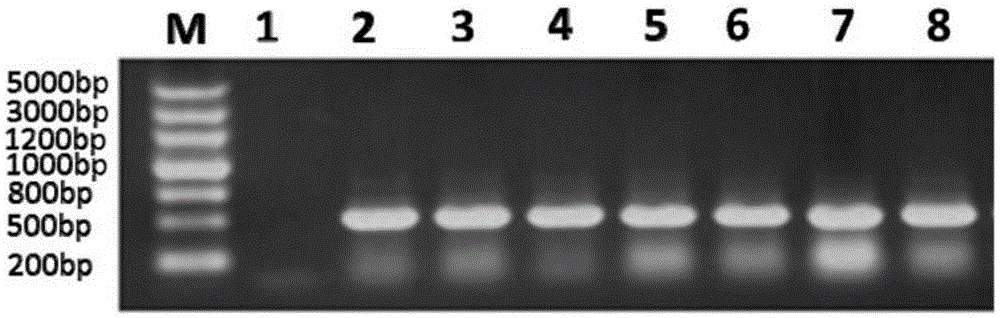 Ciliary neurotrophic factor mutant and modified mutant and application thereof