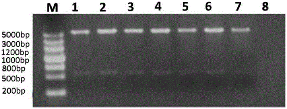 Ciliary neurotrophic factor mutant and modified mutant and application thereof