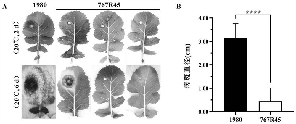 A low-virulence strain of Sclerotinia sclerotiorum carrying virus and its application in biological control