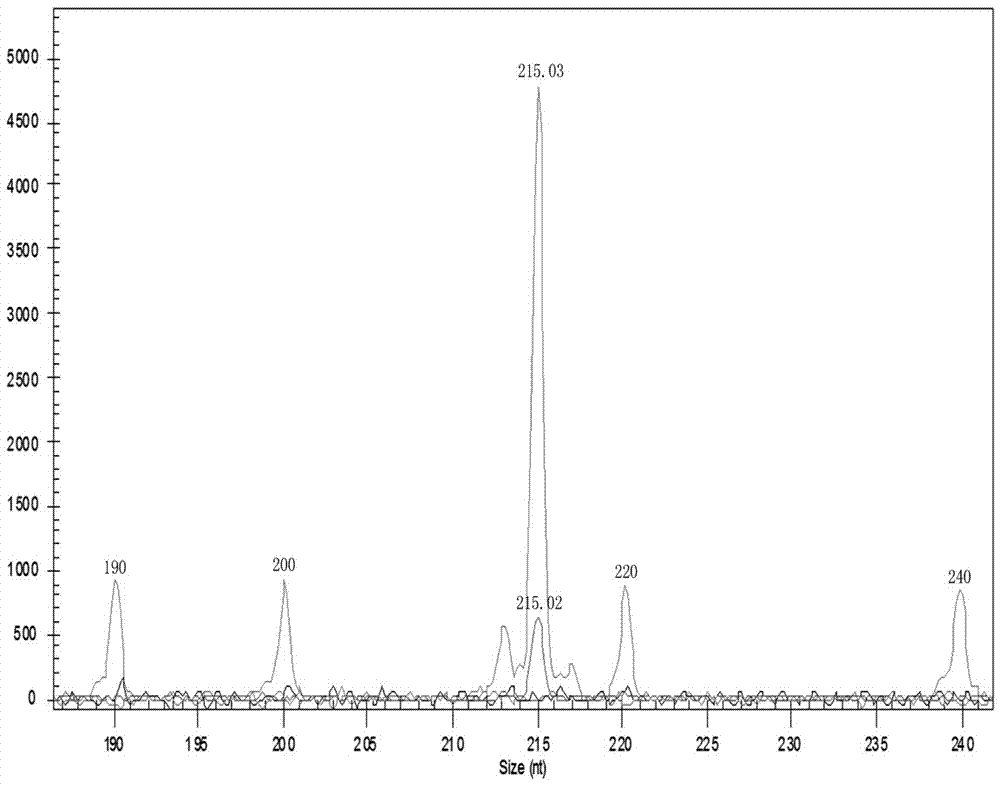 Peptide nucleic acid of UGT1A1 gene polymorphism detection primer and kit thereof