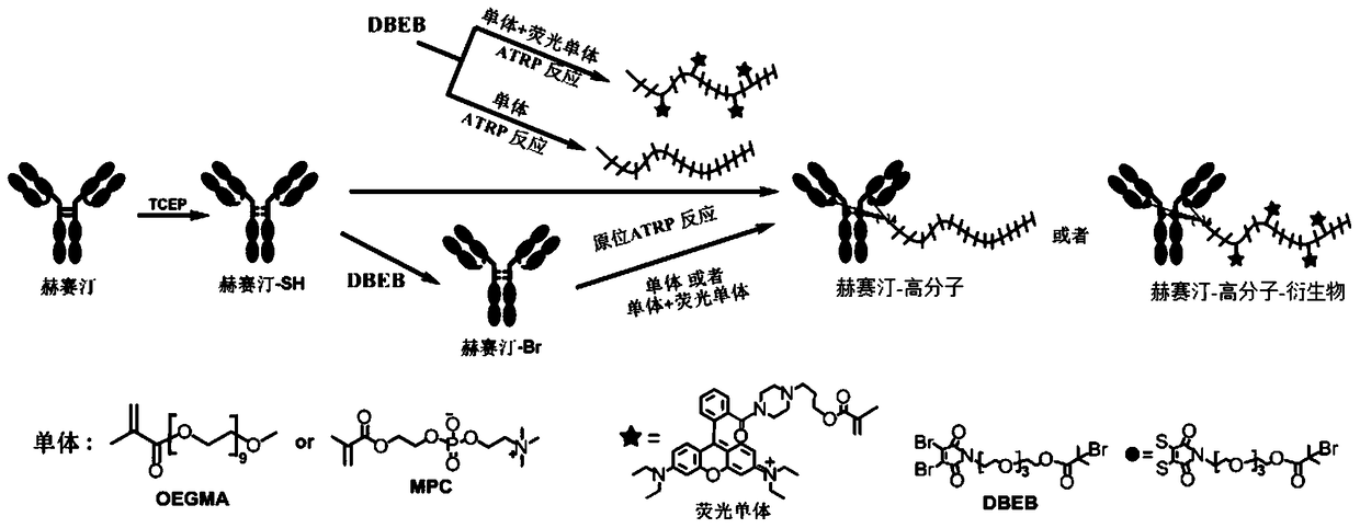 Antibody-macromolecular conjugates, fluorescent derivatives thereof and their preparation methods