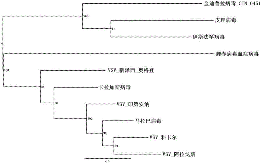 Recombinant Isfahan viral vectors