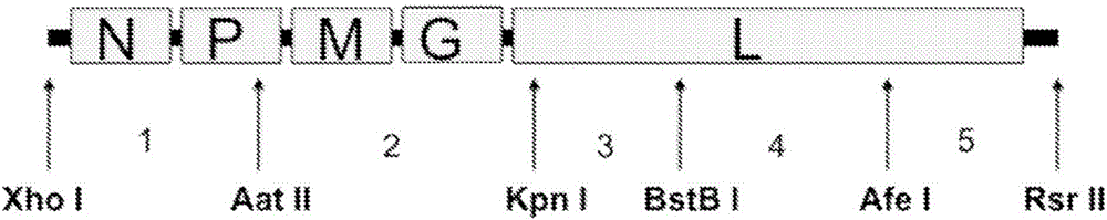 Recombinant Isfahan viral vectors