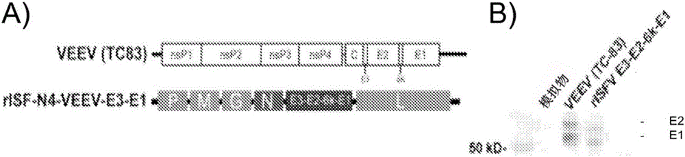 Recombinant Isfahan viral vectors