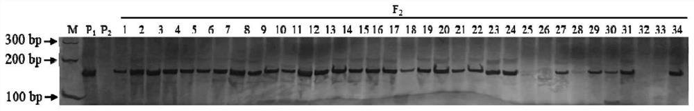 Molecular Marker and Its Application of Melon Female Flower Regulation Gene g