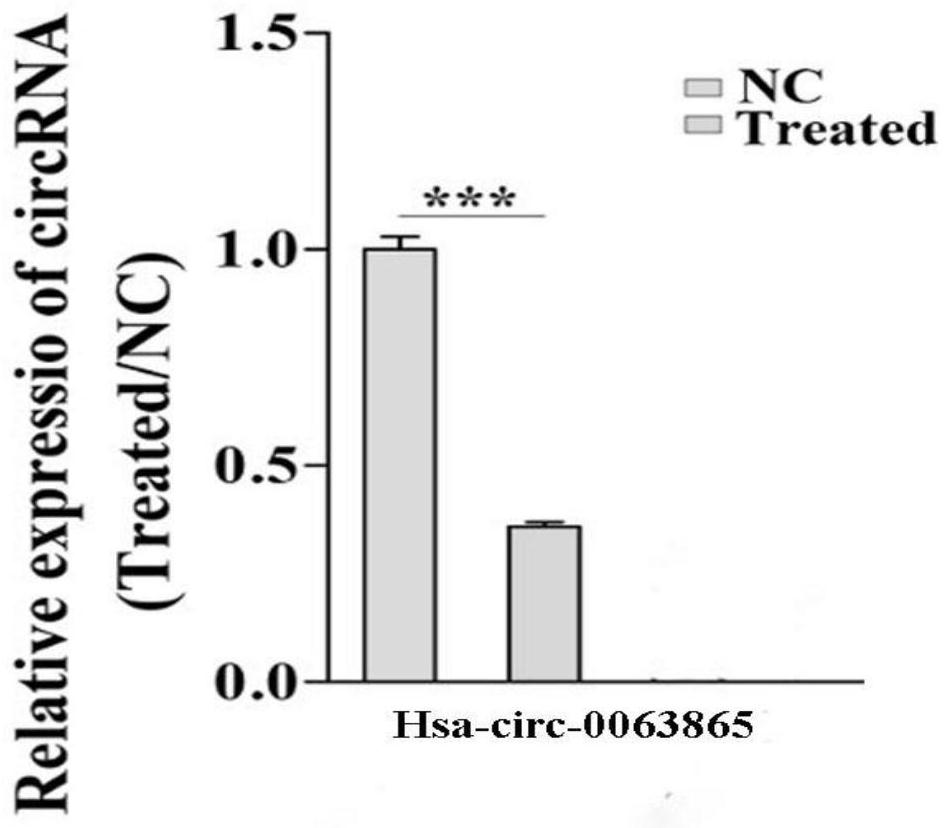 Application of RNA Hsacirc0063865 inhibitor in preparation of esophageal squamous cell carcinoma resisting medicine