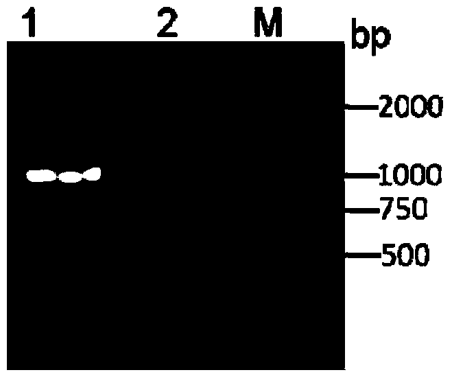 Method for producing D-arabitol from Hansenula polymorpha mutant strain and Hansenula polymorpha