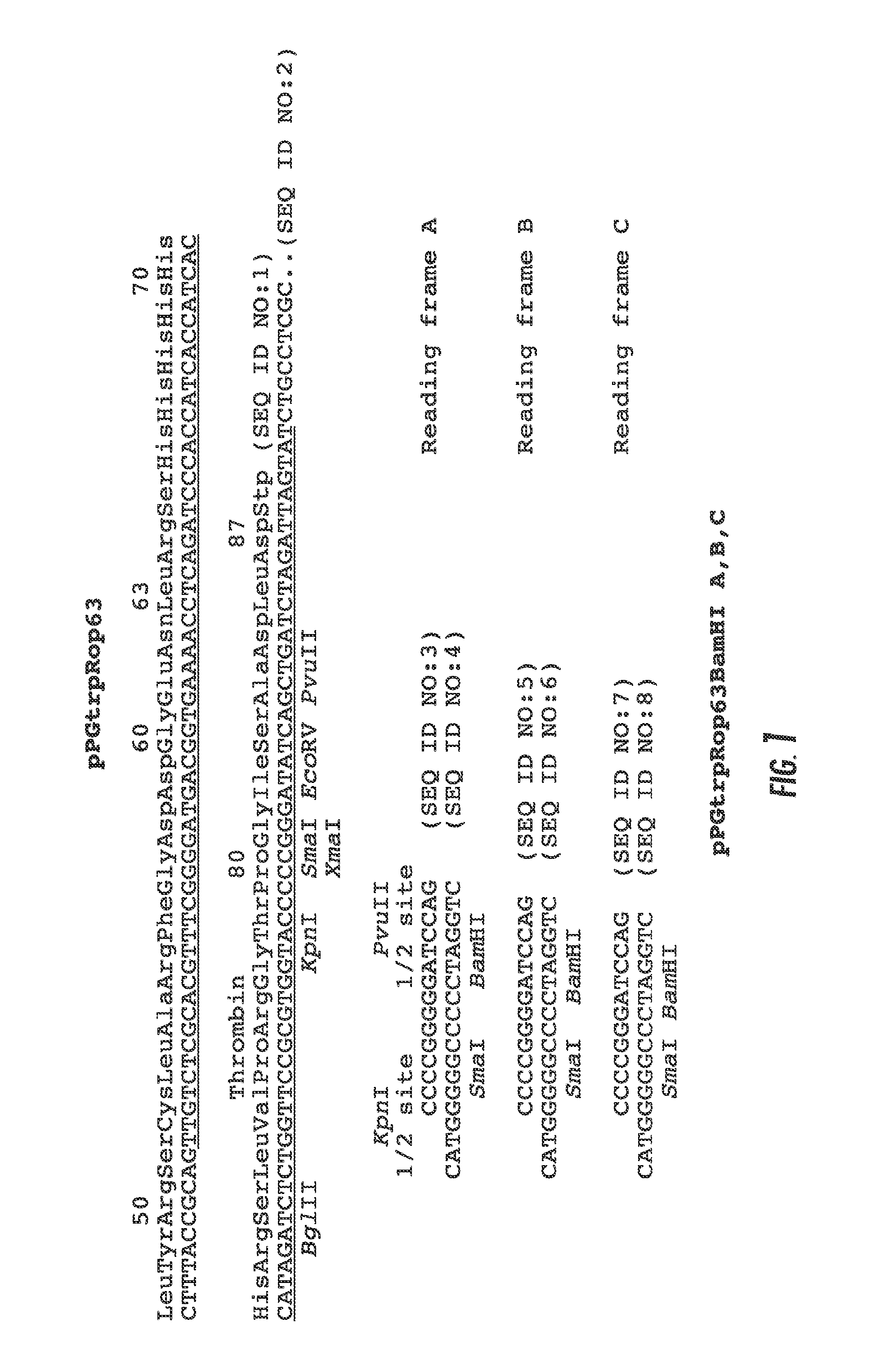 Bacterial expression plasmid