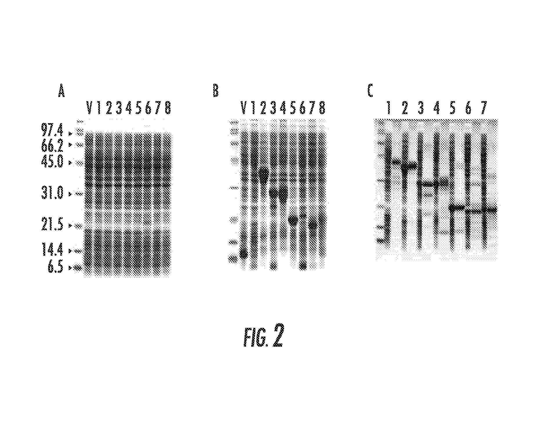 Bacterial expression plasmid