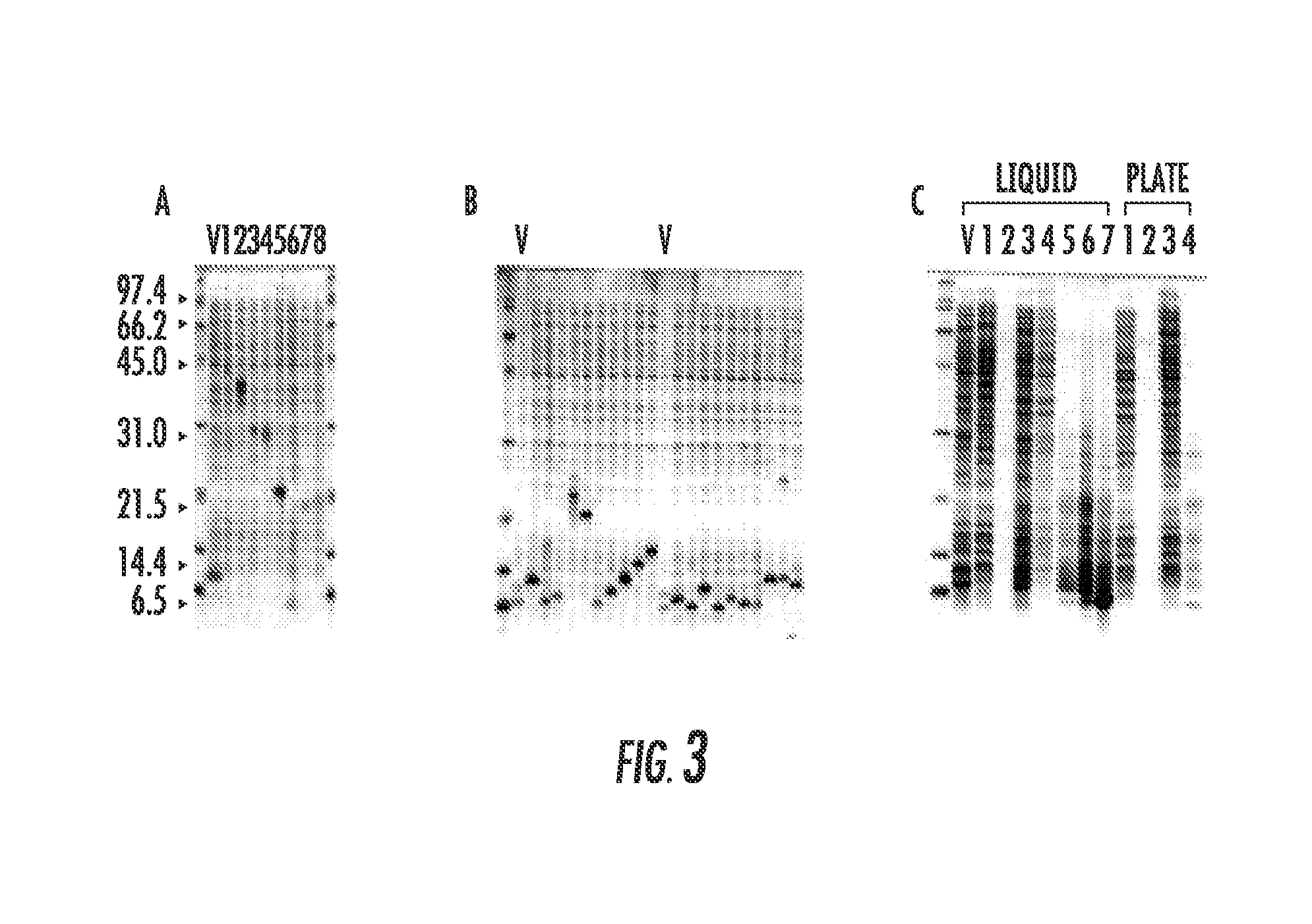 Bacterial expression plasmid