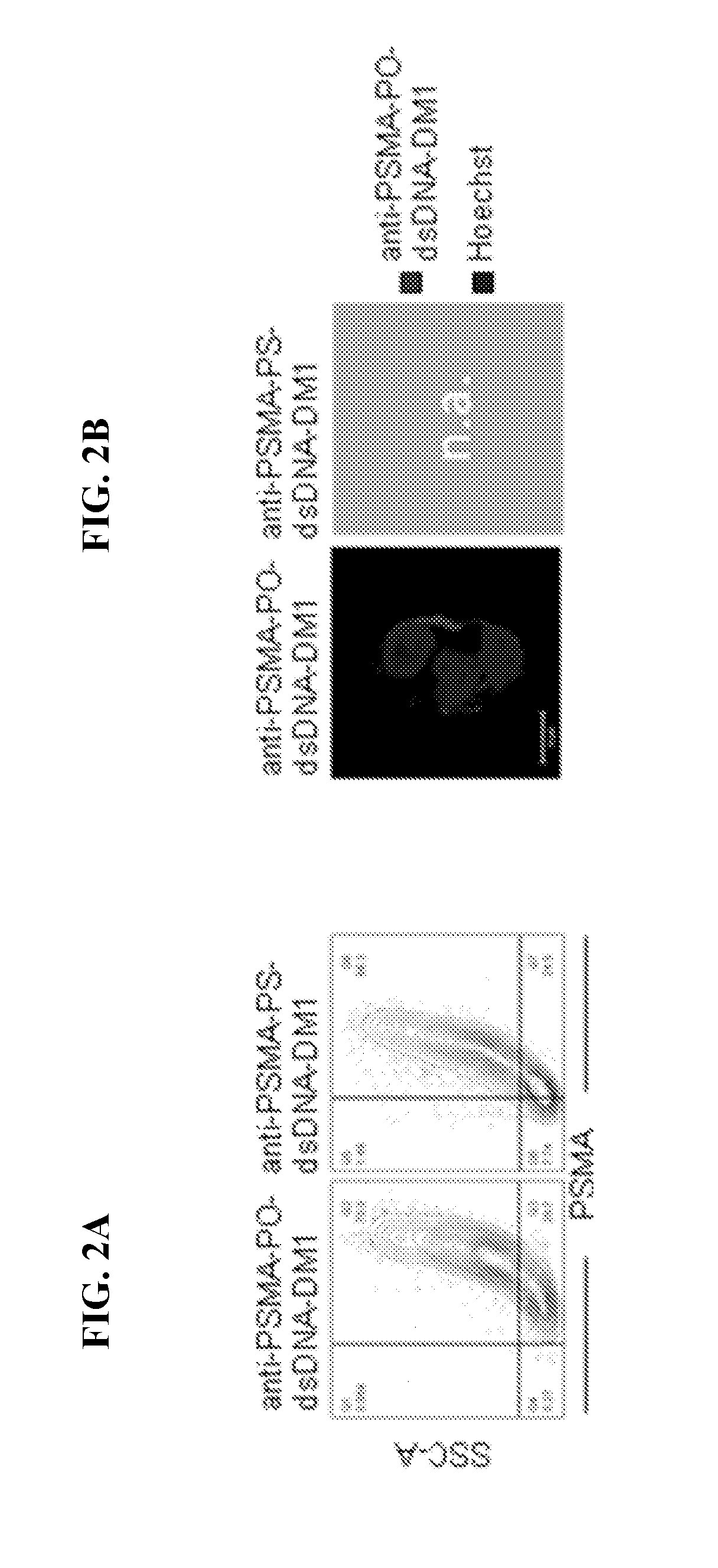 Therapeutic cell internalizing conjugates