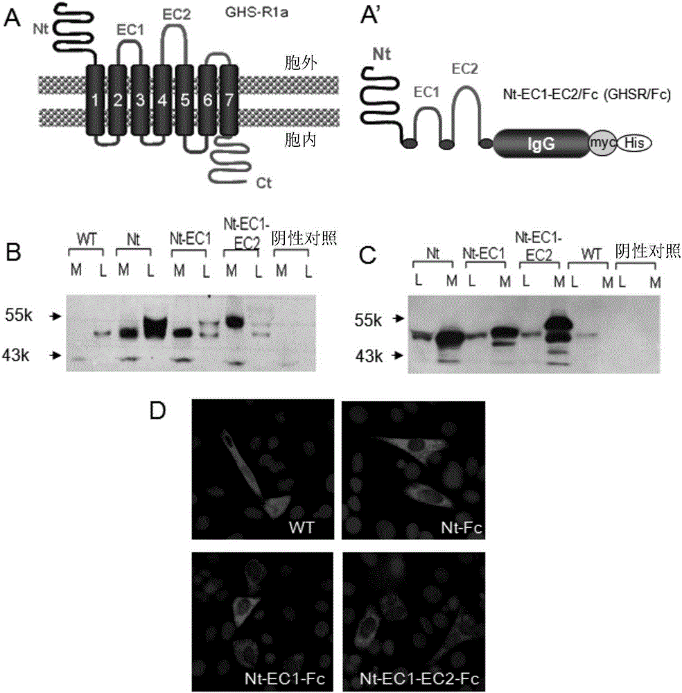 Growth hormone secretagogue receptor based protein, nucleic acids and methods and uses thereof