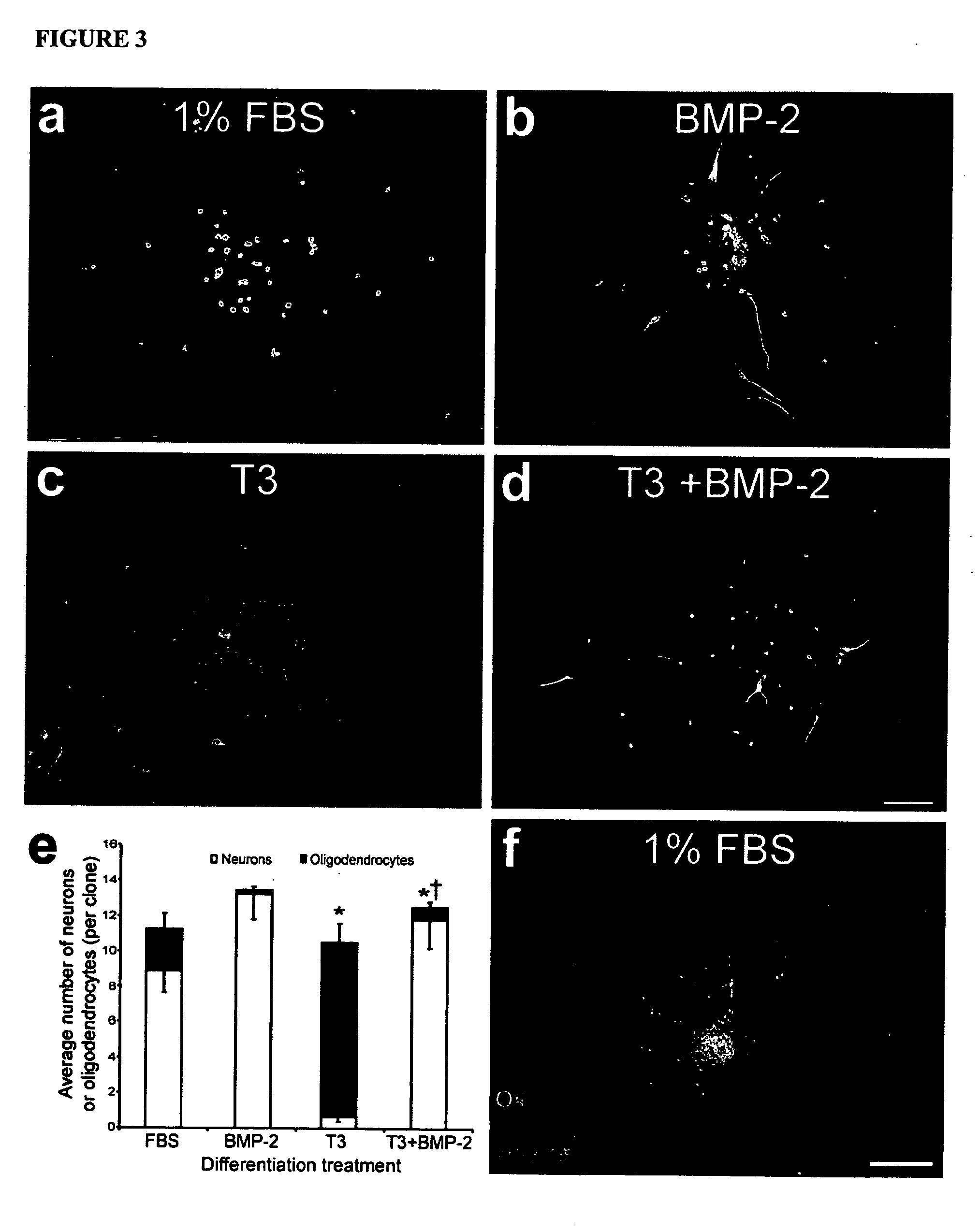 Platelet-derived growth factor-responsive neural precursor cells and progeny thereof