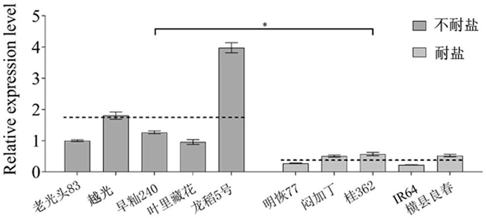 Molecular marker related to salt tolerance of rice and application of molecular marker