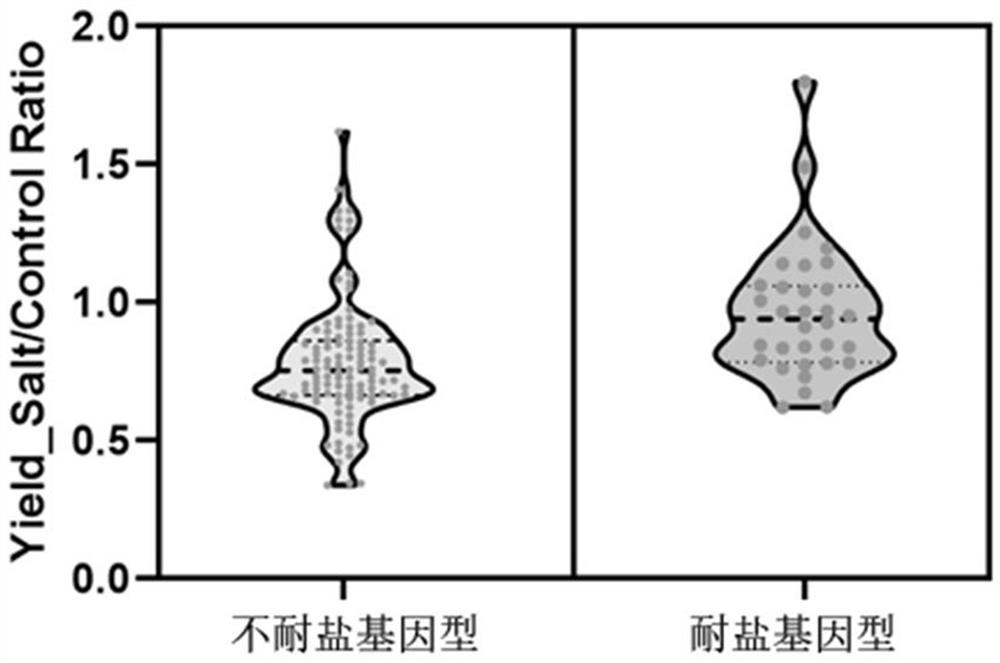 Molecular marker related to salt tolerance of rice and application of molecular marker