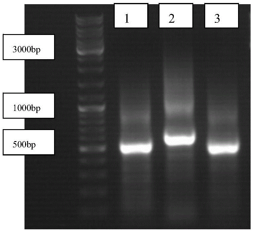 Recombination human CYP3A4 (cytochrome P450 3A4) /CPR (cytochrome P450 oxidoreductase) /cyt b5 (cytochrome b5) protein co-transfection co-expression method